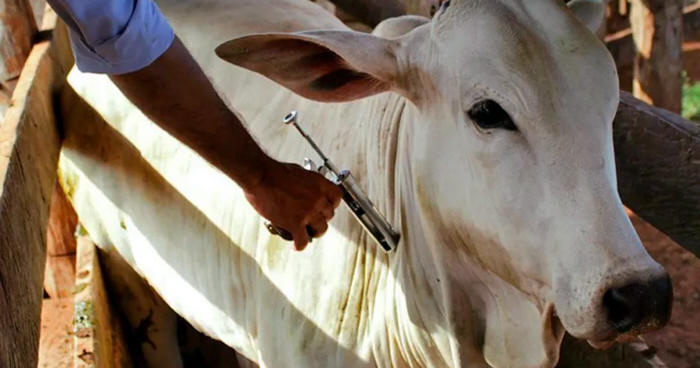 Até o dia 31 de maio para vacinar o gado bovino e bubalino contra a febre aftosa - Foto: Divulgação